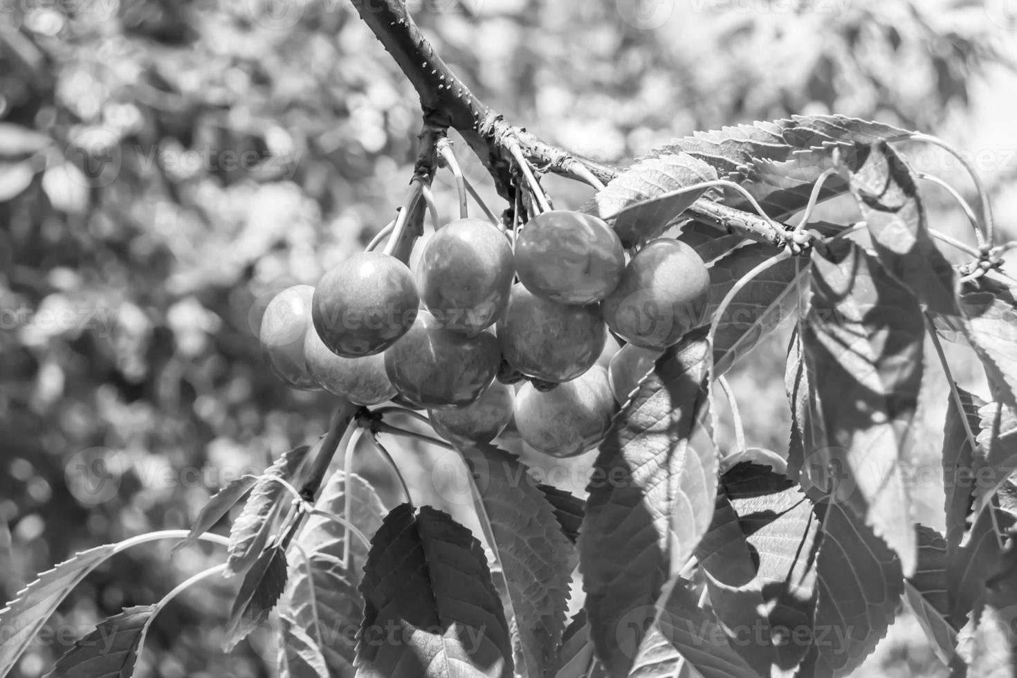 fotografi på tema skön frukt gren körsbär träd foto