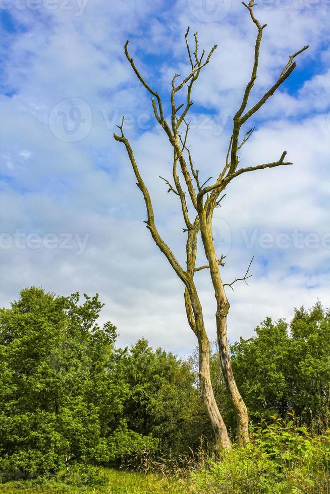 död- bladlösa träd i tysk natur. foto