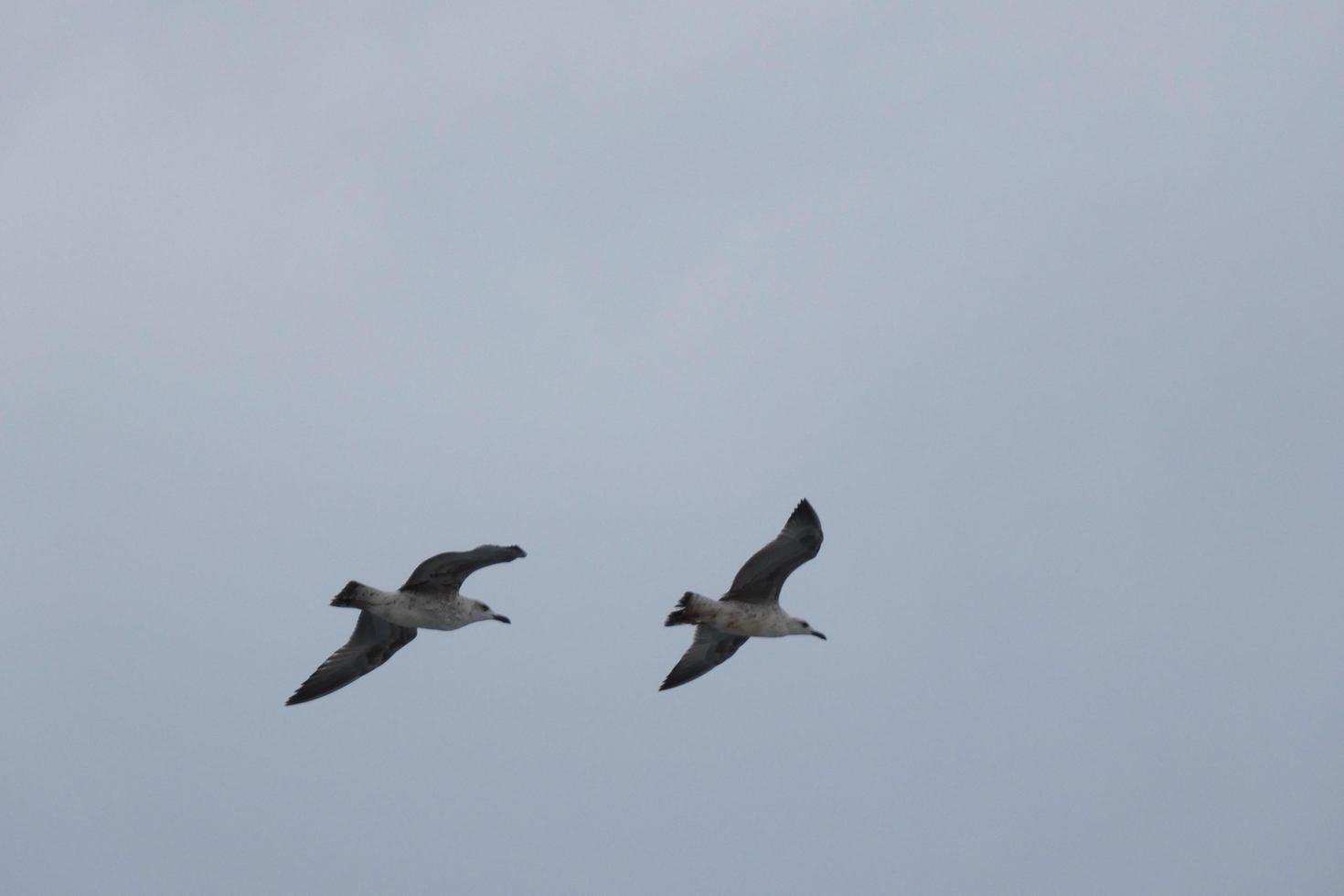 vild seagulls i natur längs de klippor av de katalansk costa brava, medelhavs, Spanien. foto