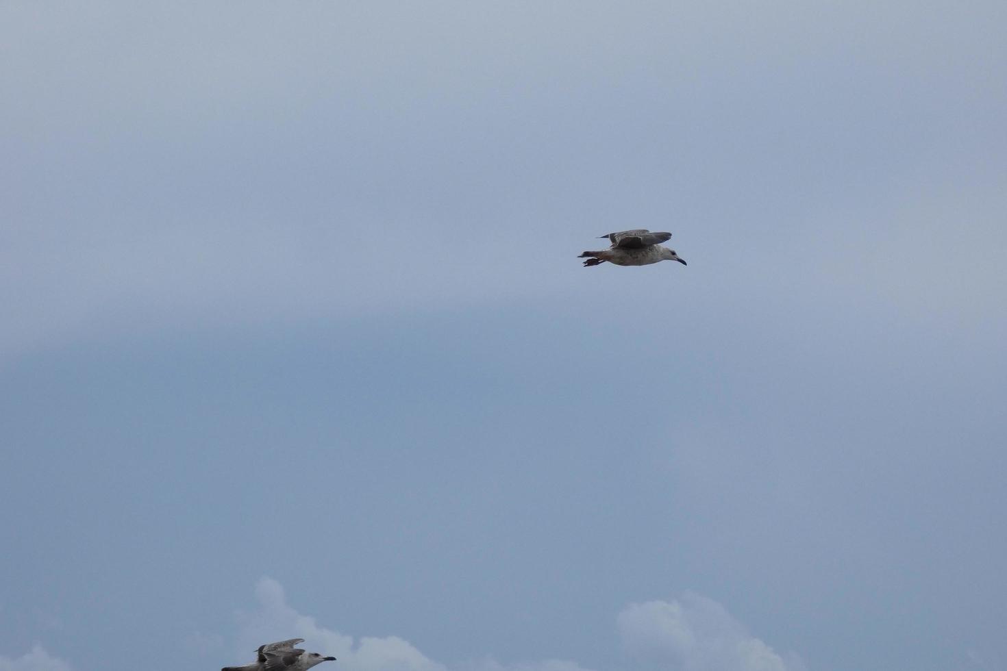 vild seagulls i natur längs de klippor av de katalansk costa brava, medelhavs, Spanien. foto