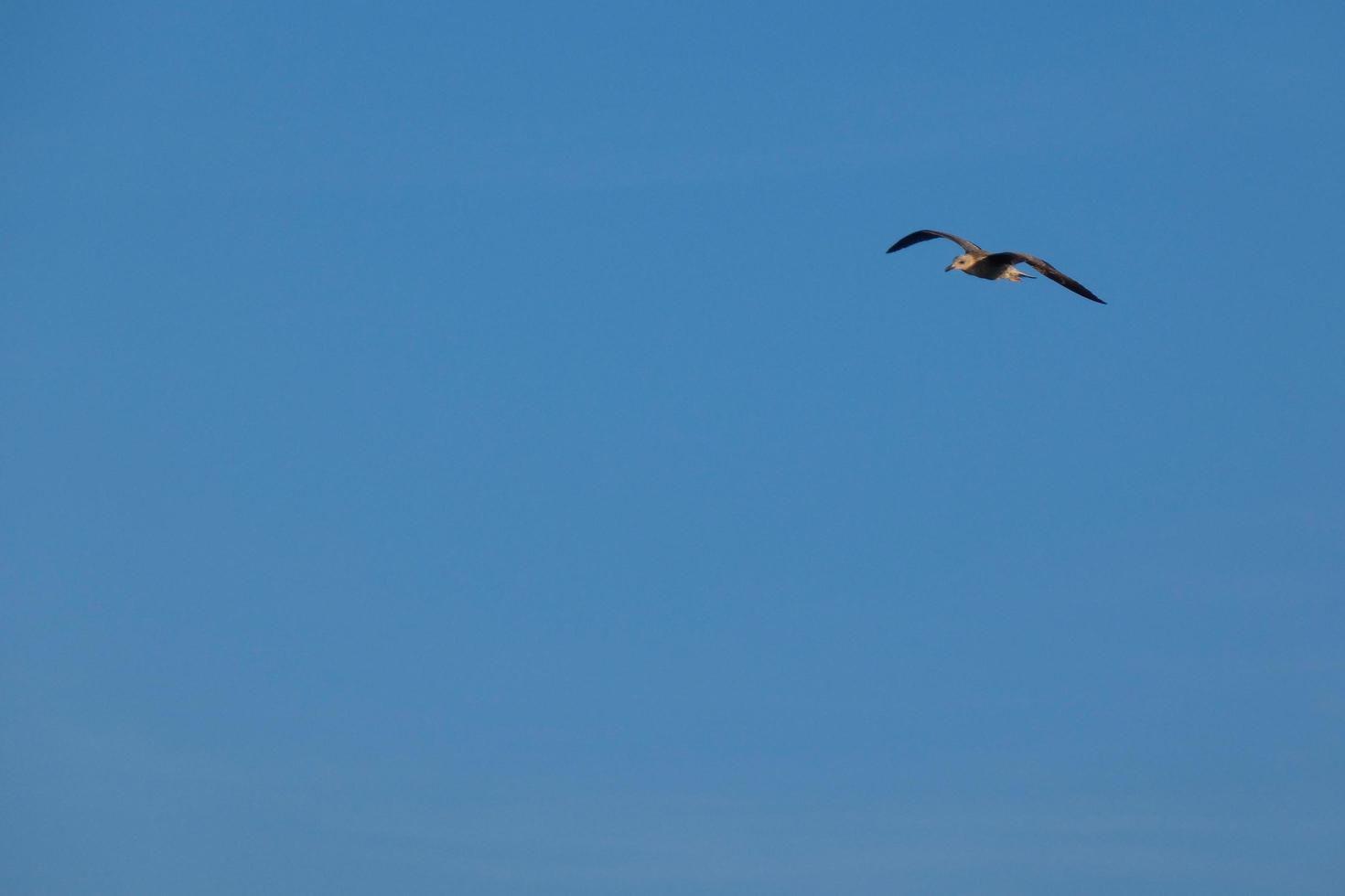 vild seagulls i natur längs de klippor av de katalansk costa brava, medelhavs, Spanien. foto