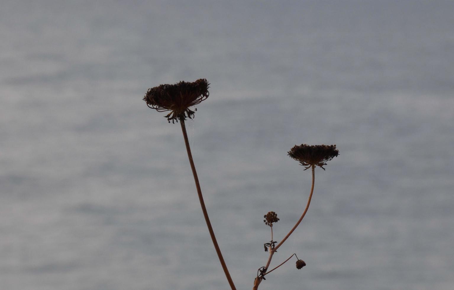 torkades blommor och medelhavs löv med marin bakgrund foto