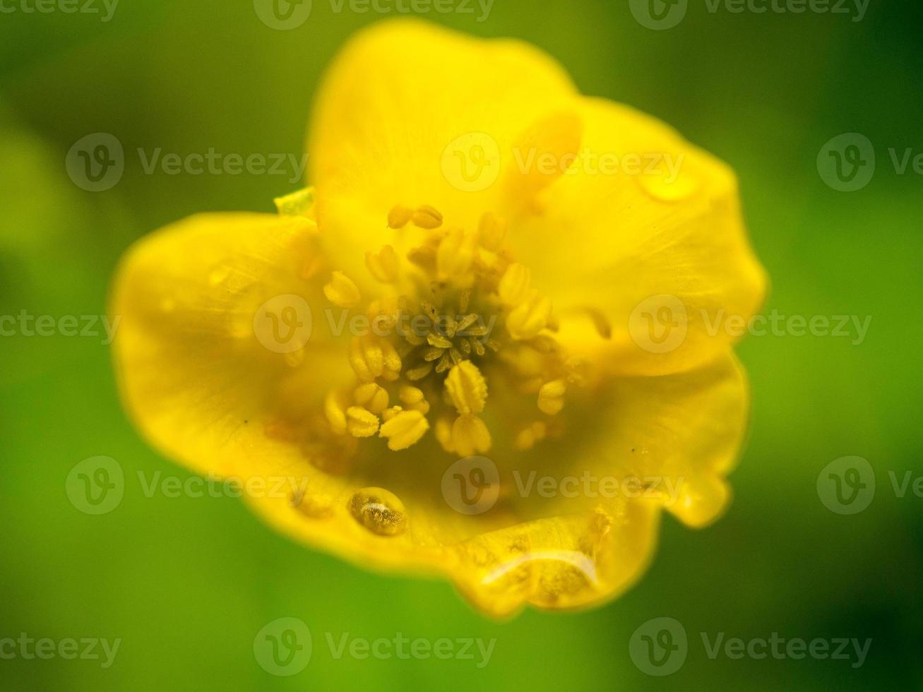 vild blommor med ljus humör i bokeh. bra kronblad. natur skott från de växt värld foto