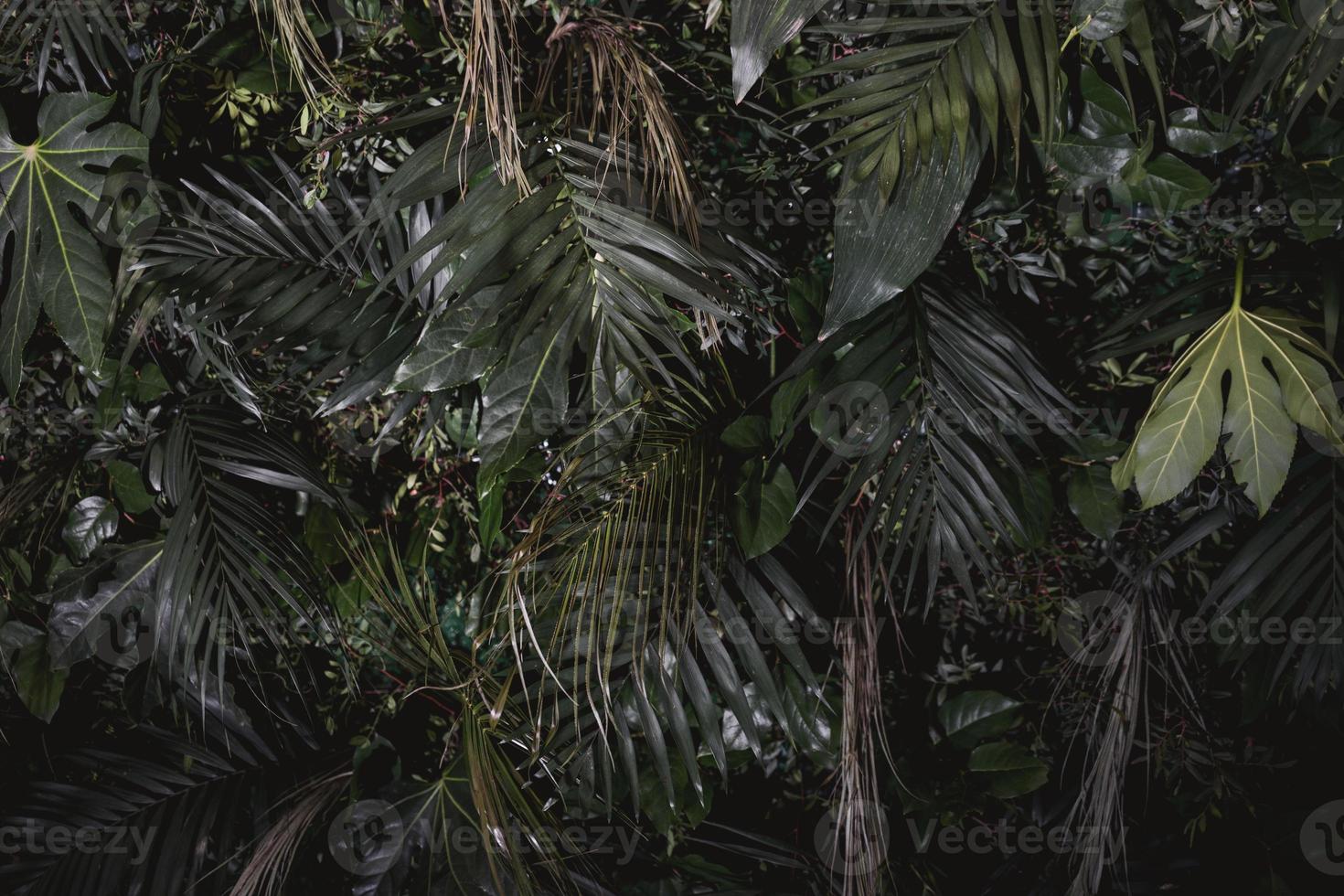 tropiska gröna blad bakgrund foto