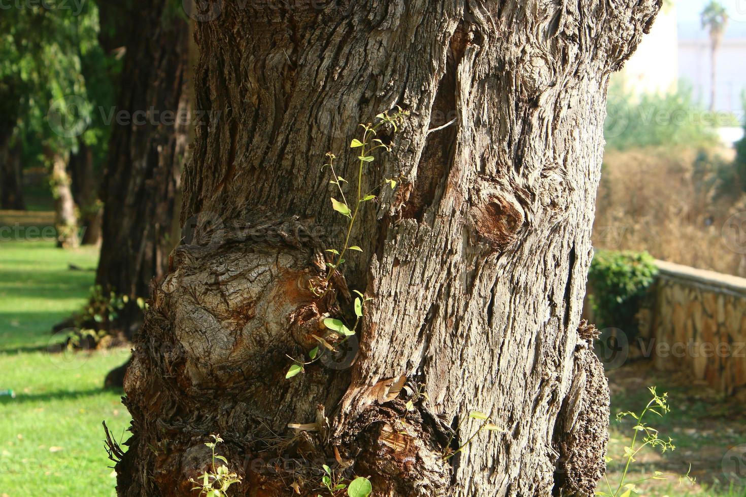 textur av träd trunk och träd bark. foto