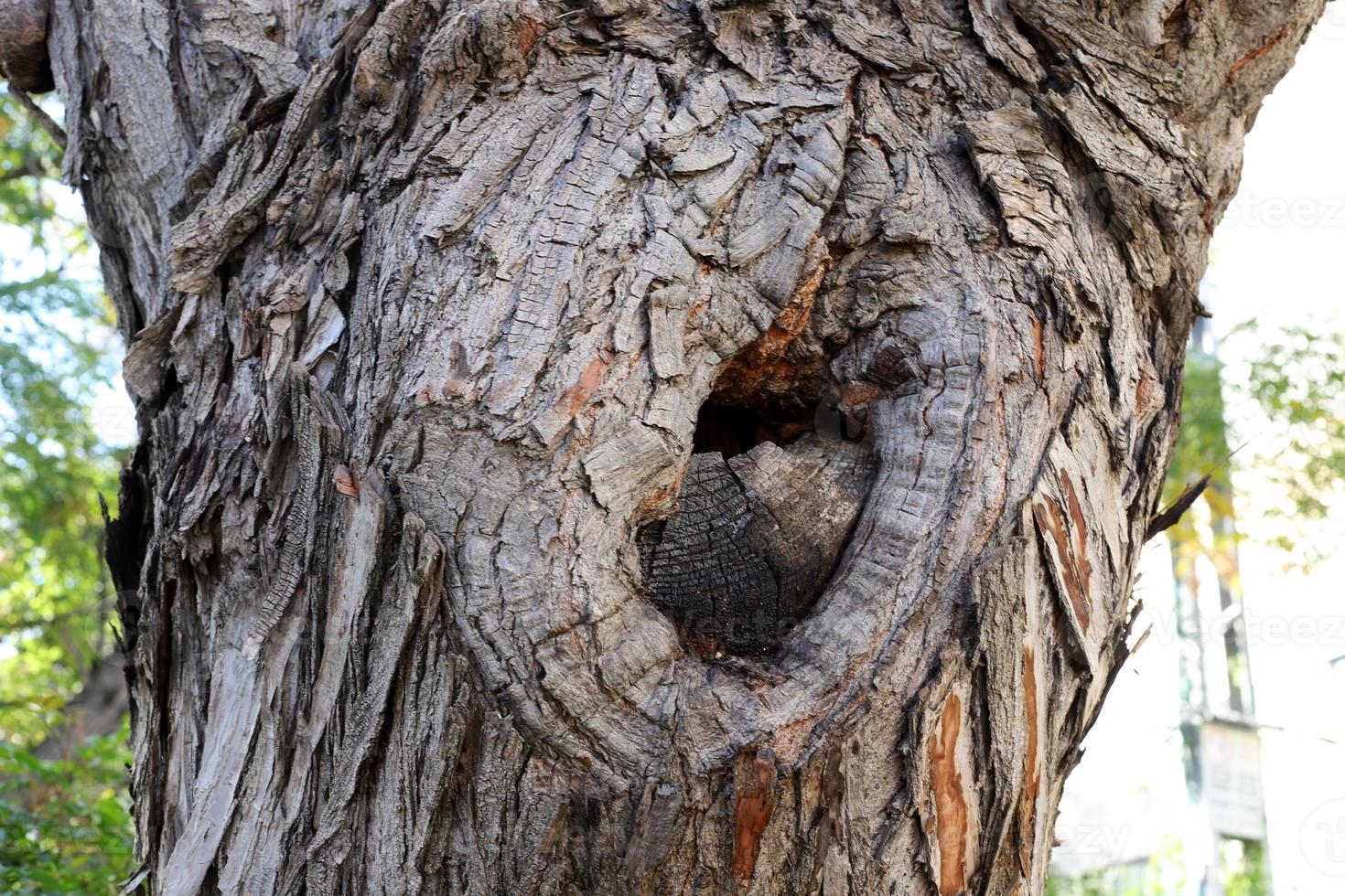 textur av träd trunk och träd bark. foto