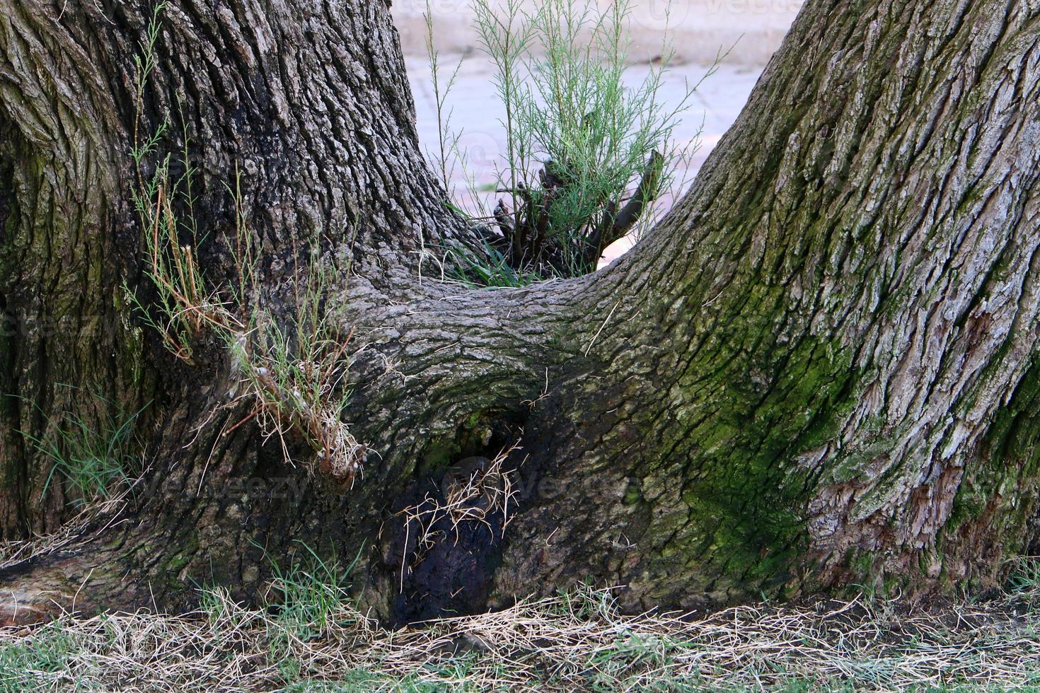 textur av träd trunk och träd bark. foto