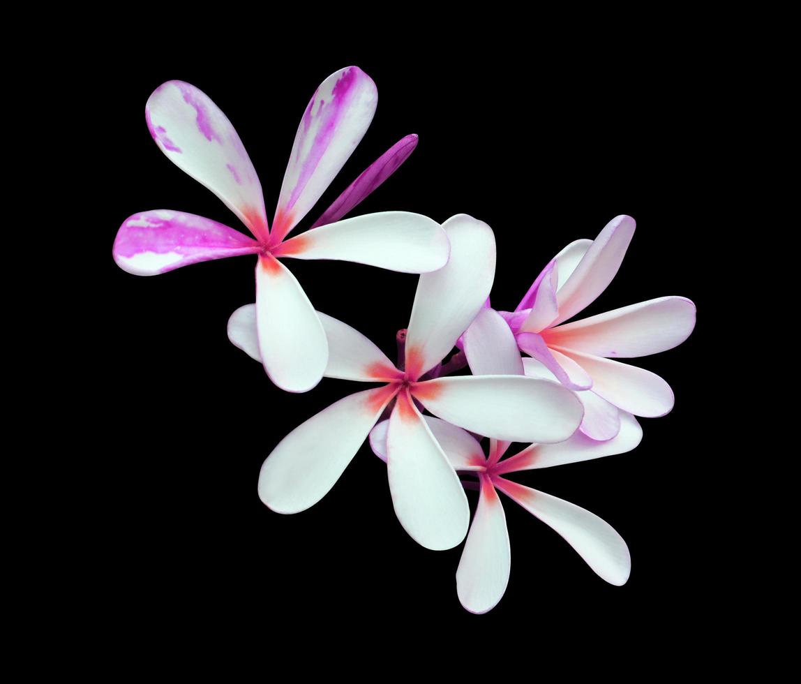 plumeria eller frangipani eller tempel träd blomma. stänga upp violett-rosa plumeria blommor bukett isolerat på vit bakgrund. topp se exotisk blomma knippa. foto