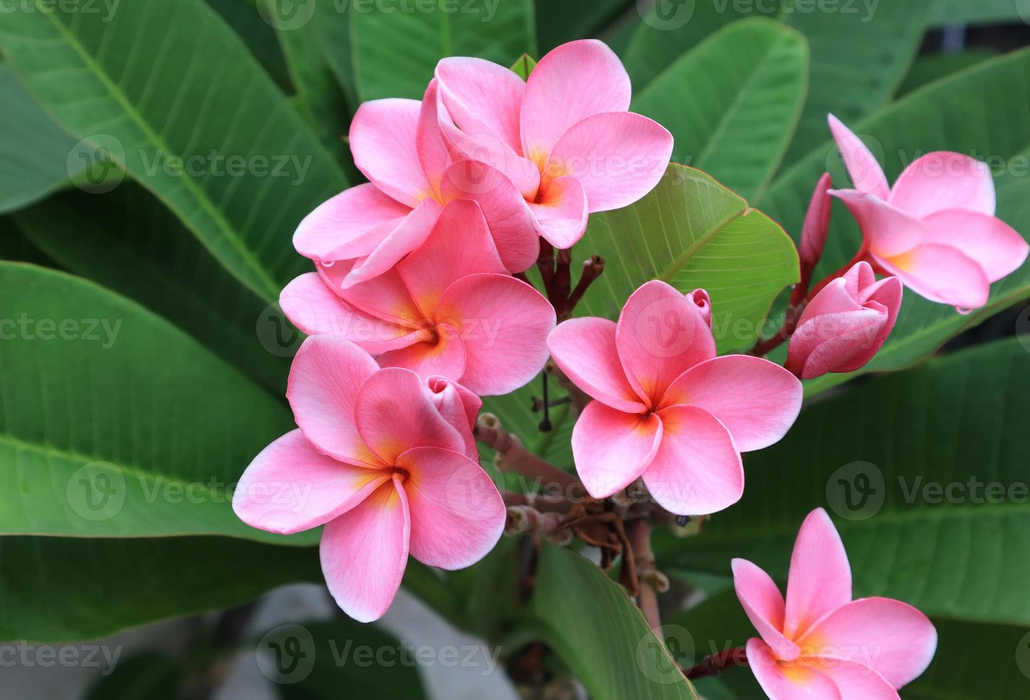 plumeria eller frangipani blomma. stänga upp rosa frangipani blommor bukett på grön blad bakgrund i trädgård med morgon- ljus. foto