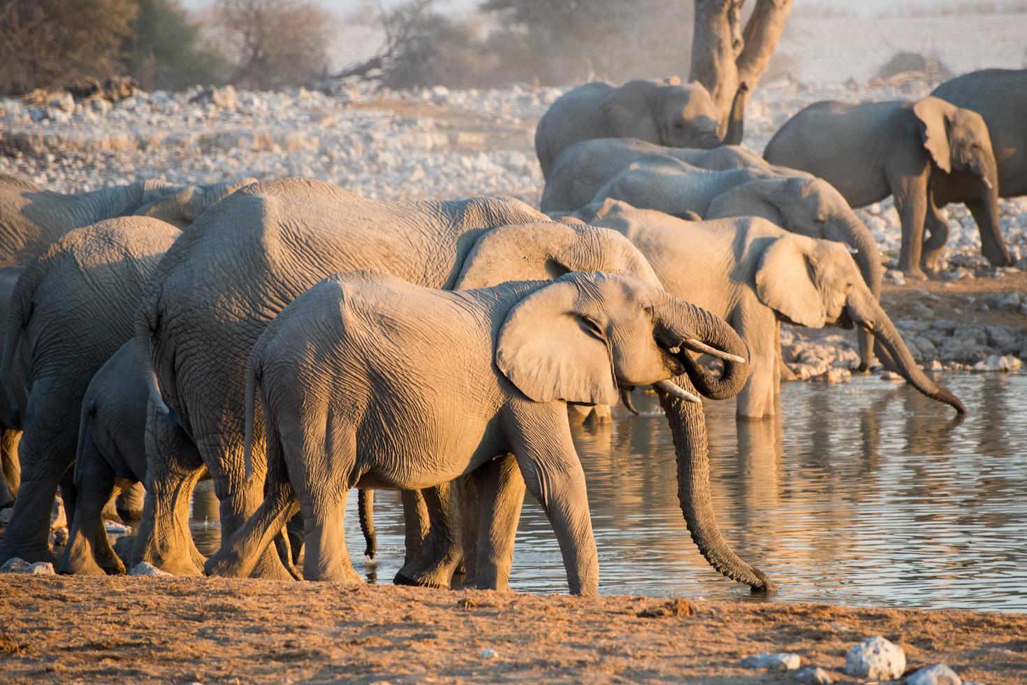 besättning av elefanter dricka i en vattenhål under solnedgång foto