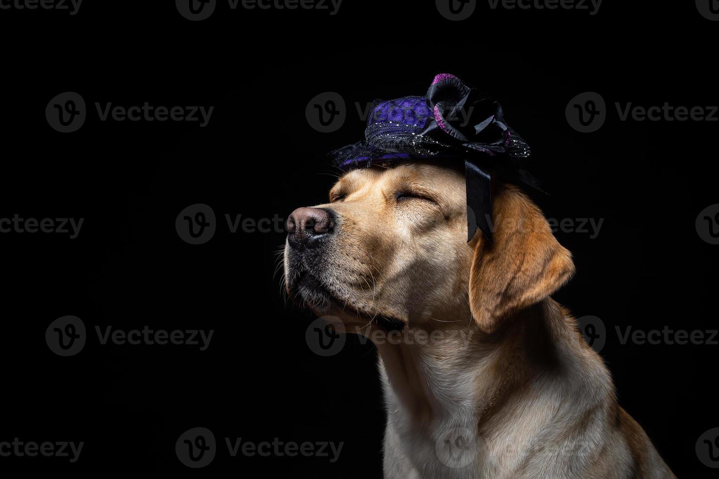 närbild av en labrador retriever hund i en huvudbonad. foto