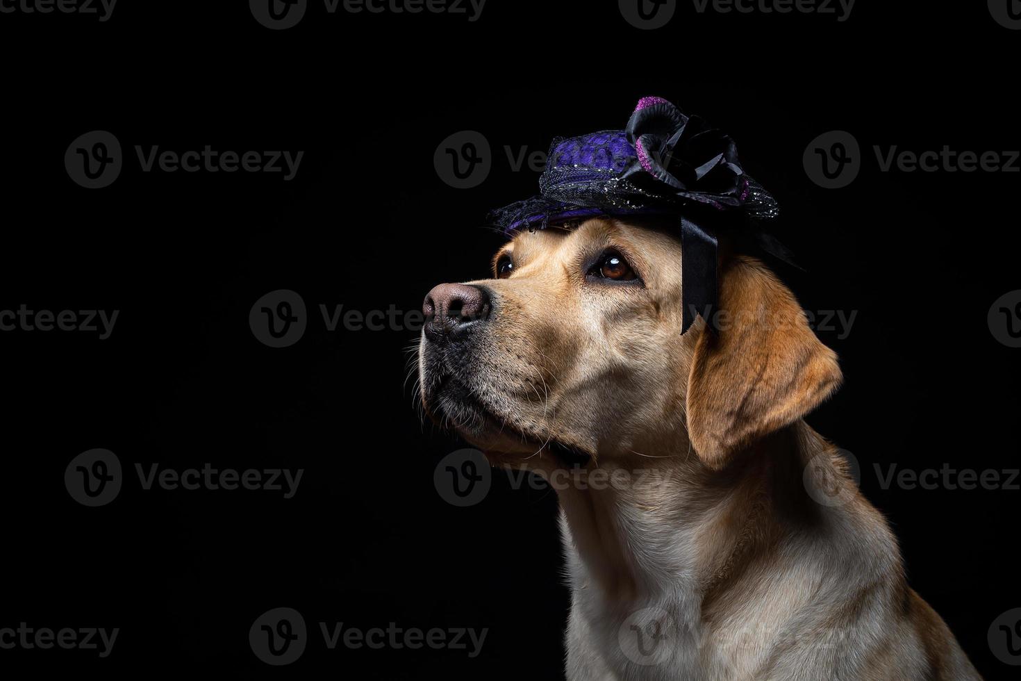 närbild av en labrador retriever hund i en huvudbonad. foto