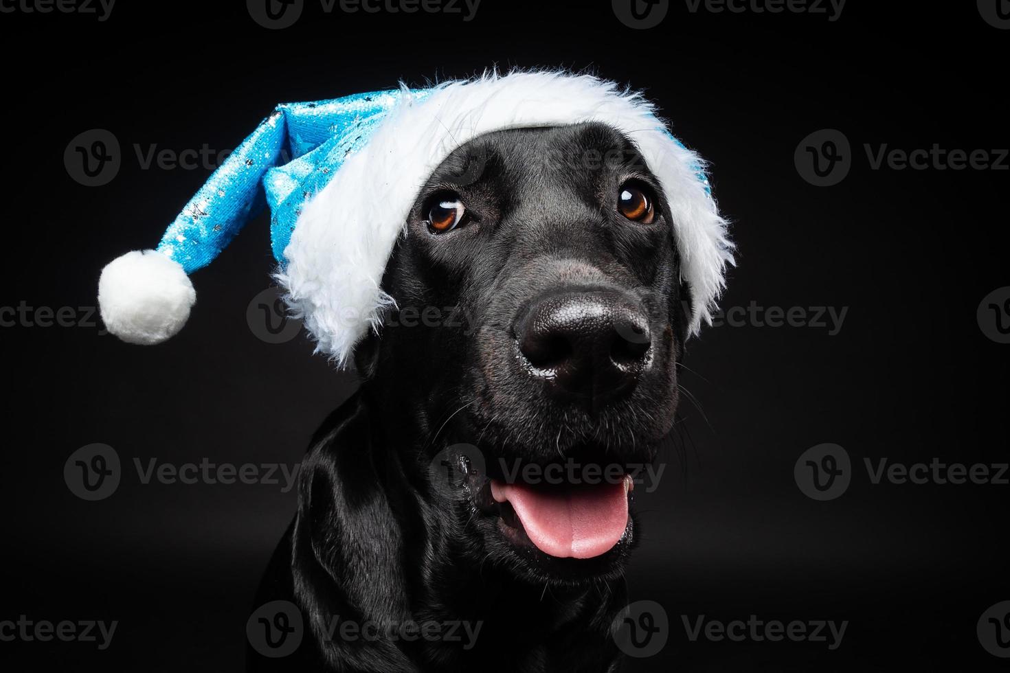 porträtt av en labrador retriever hund i en santa hatt, isolerat på en svart bakgrund. foto