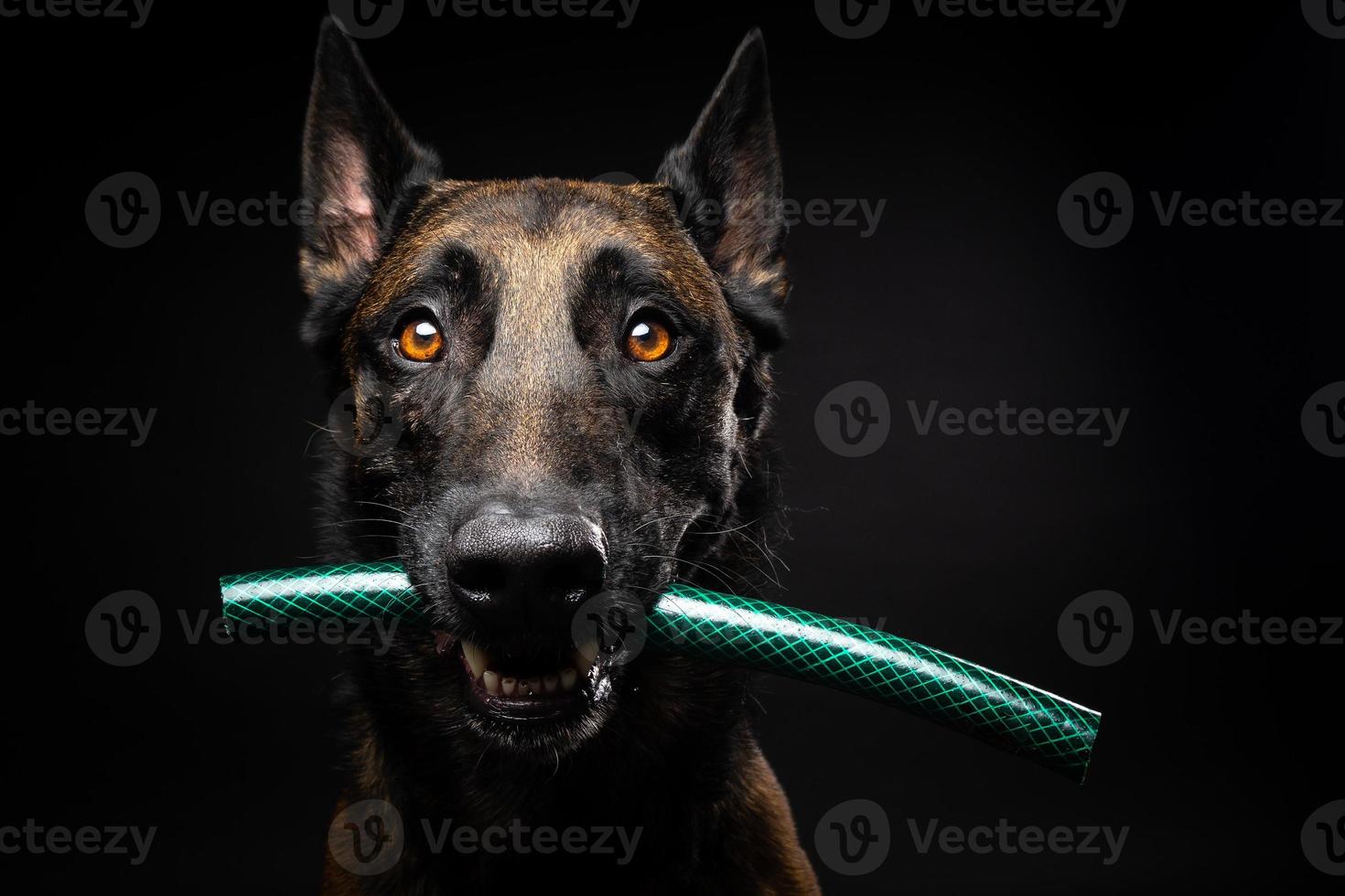 porträtt av en belgisk herdehund med en leksak i munnen, skjuten på en isolerad svart bakgrund. foto