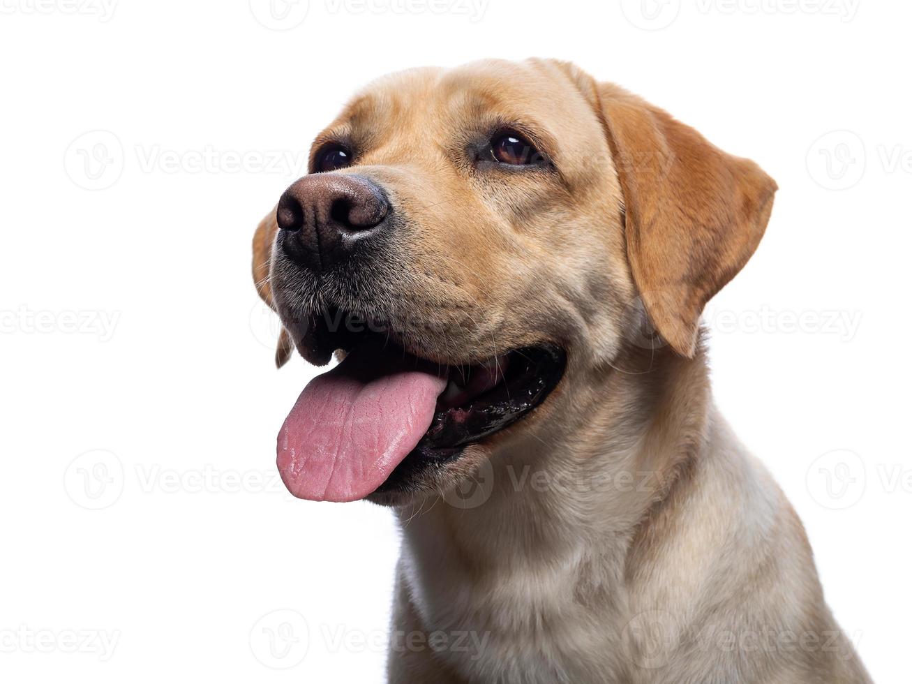 porträtt av en labrador retrieverhund på en isolerad vit bakgrund. foto