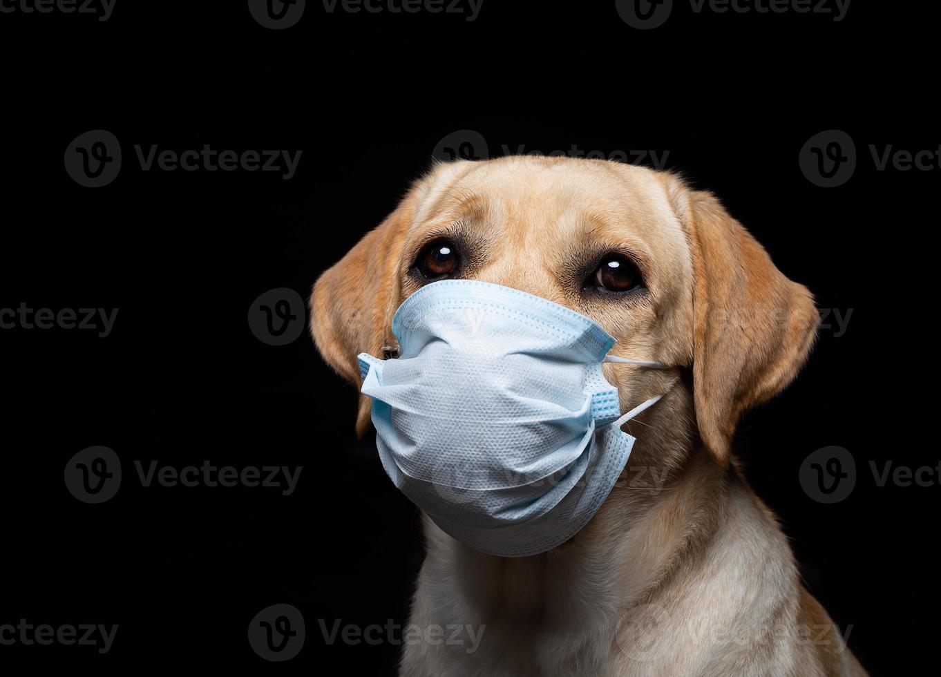 närbild av en labrador retriever hund i en medicinsk ansikte mask. foto