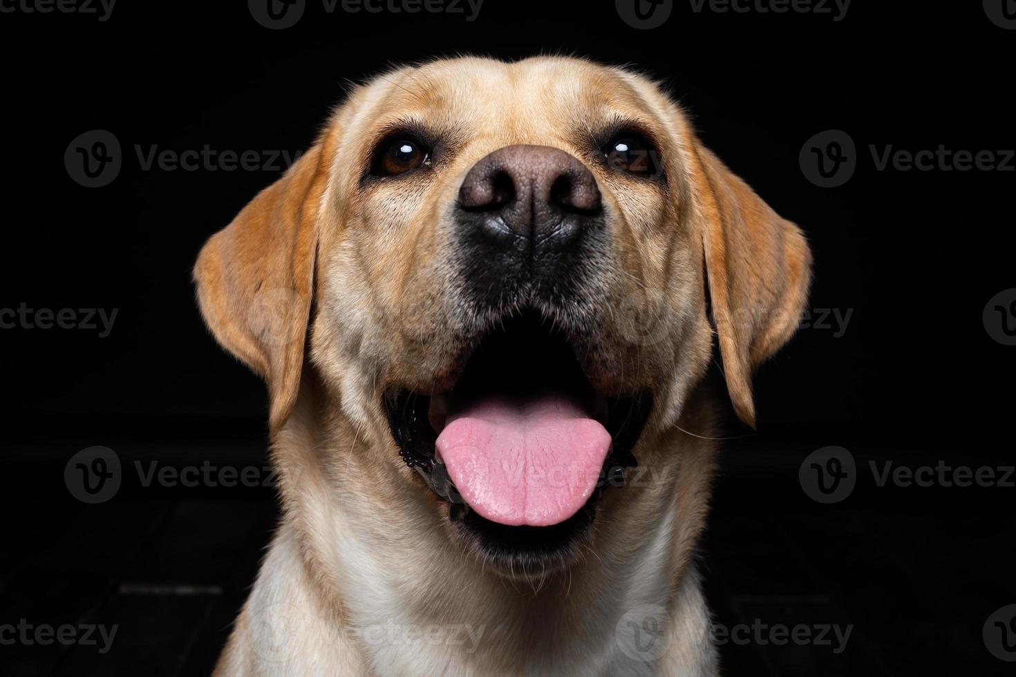 porträtt av en labrador retrieverhund på en isolerad svart bakgrund. foto