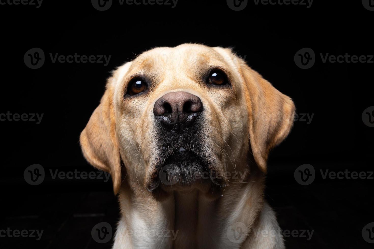 porträtt av en labrador retrieverhund på en isolerad svart bakgrund. foto