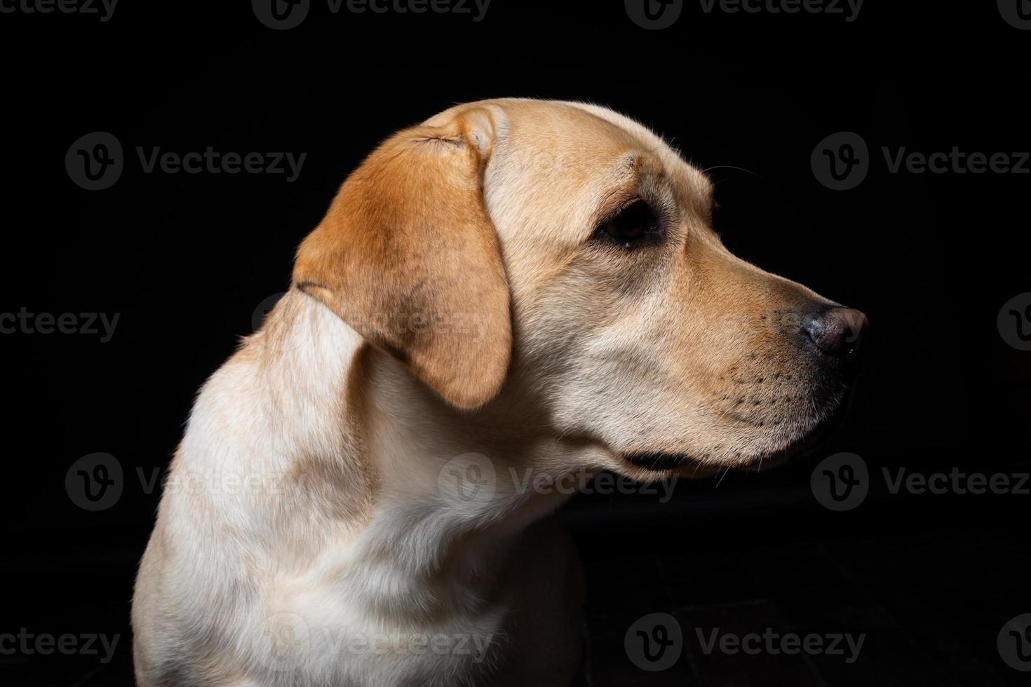 porträtt av en labrador retrieverhund på en isolerad svart bakgrund. foto