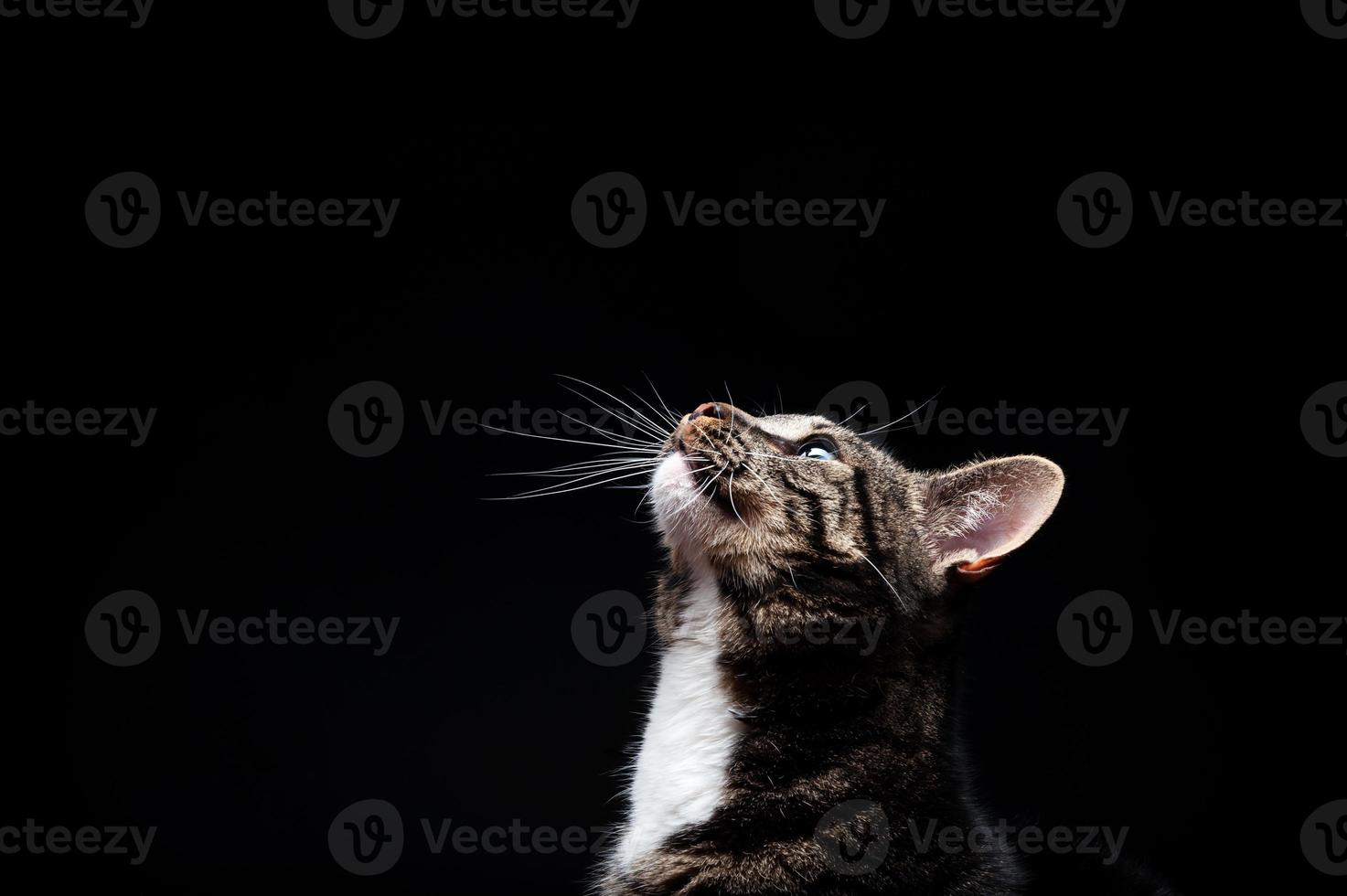 fullblods vuxen katt, fotograferad i studion på en svart bakgrund. foto