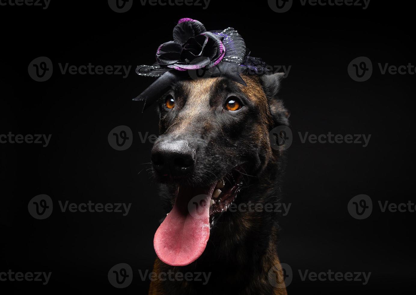 porträtt av en belgisk herde hund i en huvudbonad. karneval eller halloween. foto