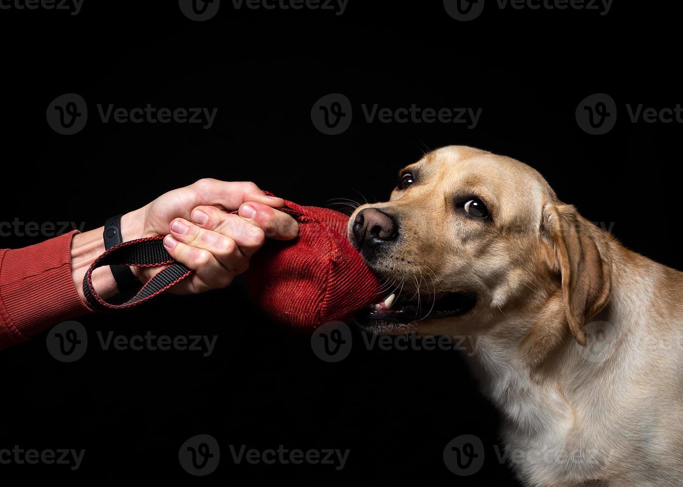närbild av en labrador retriever hund med en leksak och de ägarens hand. foto