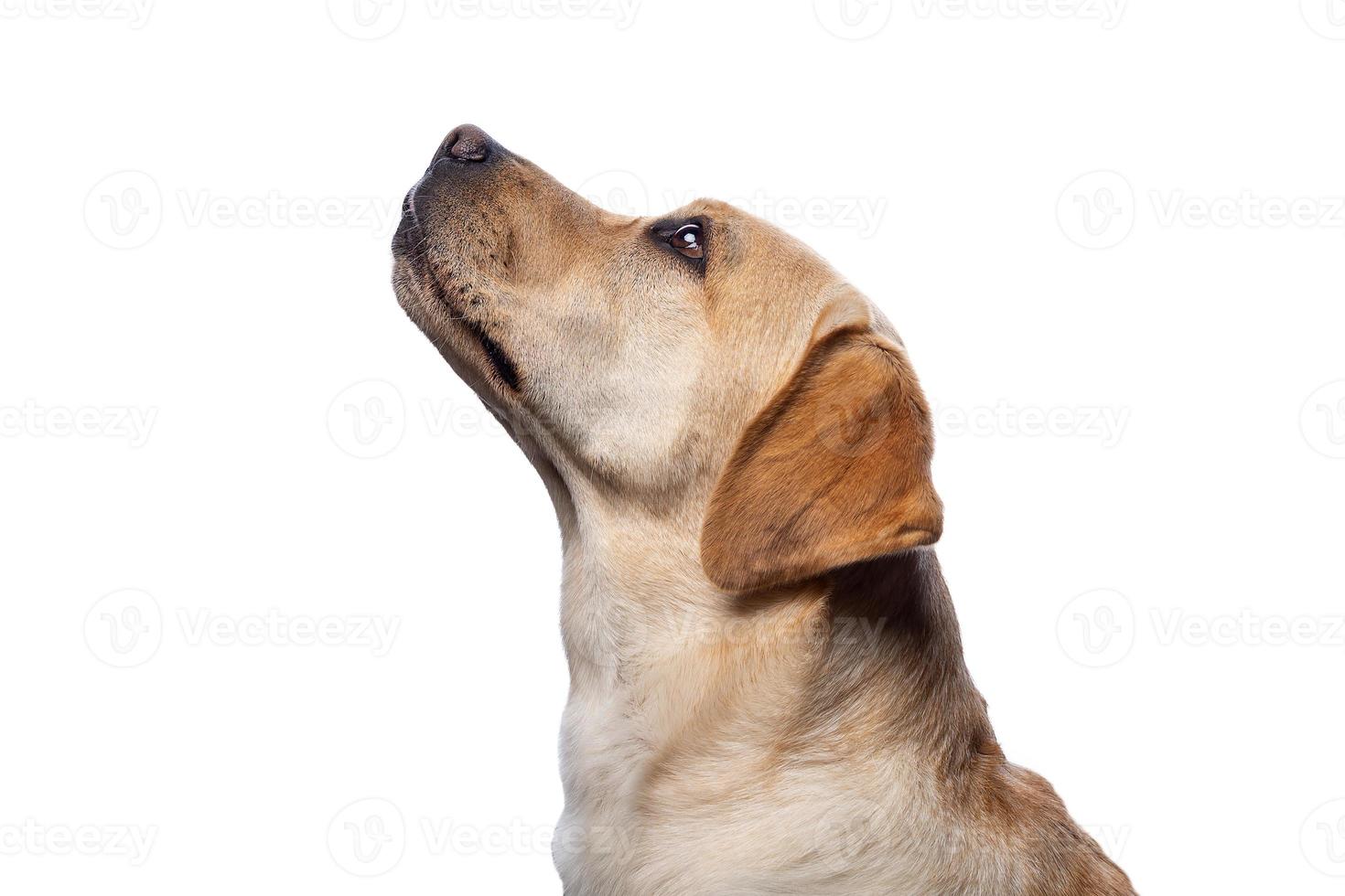 porträtt av en labrador retrieverhund på en isolerad vit bakgrund. foto