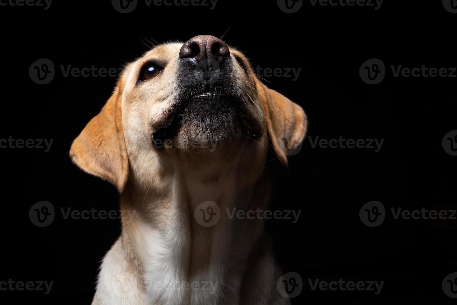 porträtt av en labrador retrieverhund på en isolerad svart bakgrund. foto