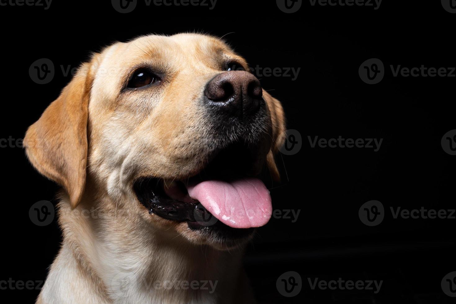 porträtt av en labrador retrieverhund på en isolerad svart bakgrund. foto