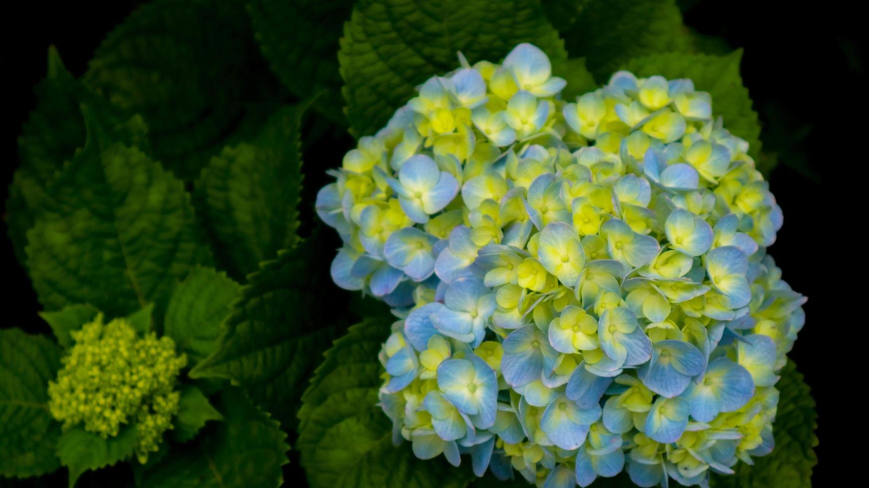 skön och Fantastisk hortensia blommor foto