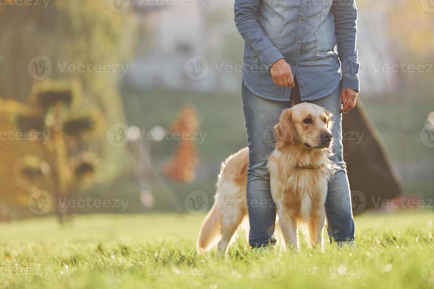 kvinna ha en promenad med gyllene retriever hund i de parkera på dagtid foto