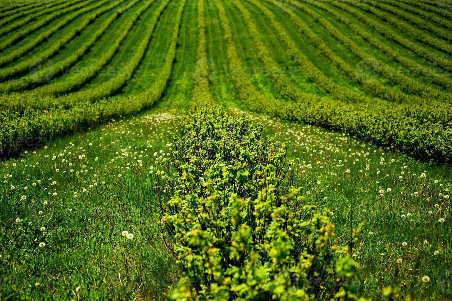 grön fält med buskar foto