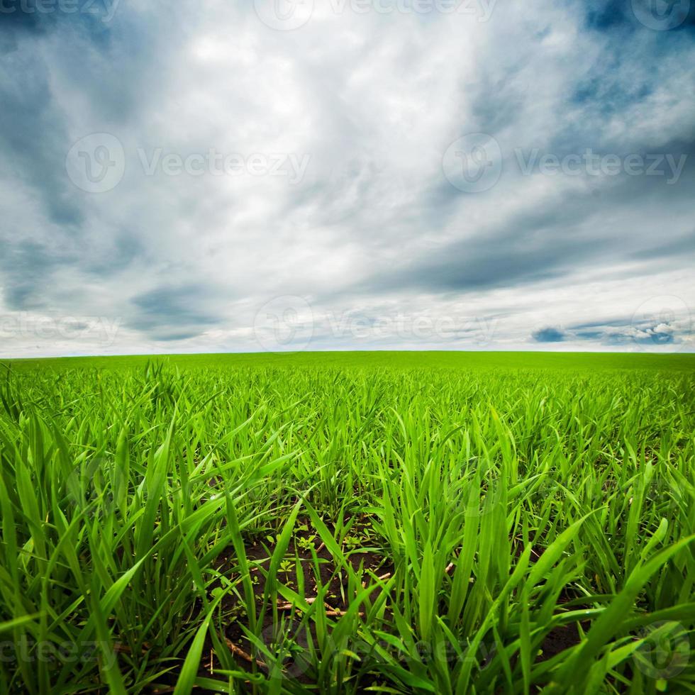 dramatisk himmel över grönt fält foto