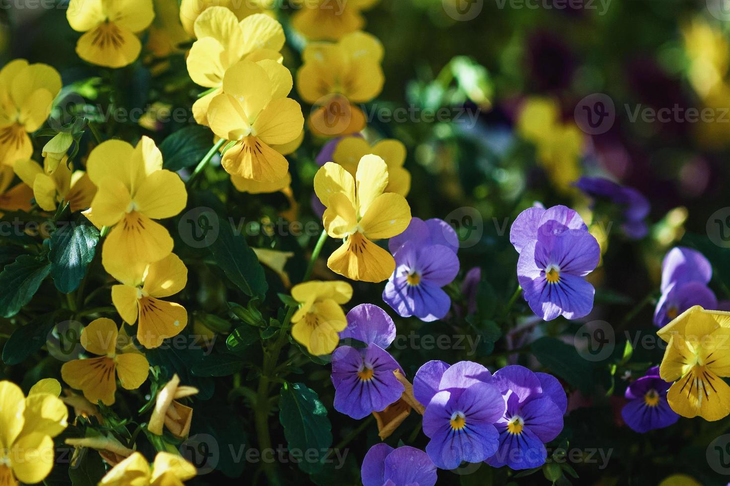 gul och lila pansies sommar blomning foto