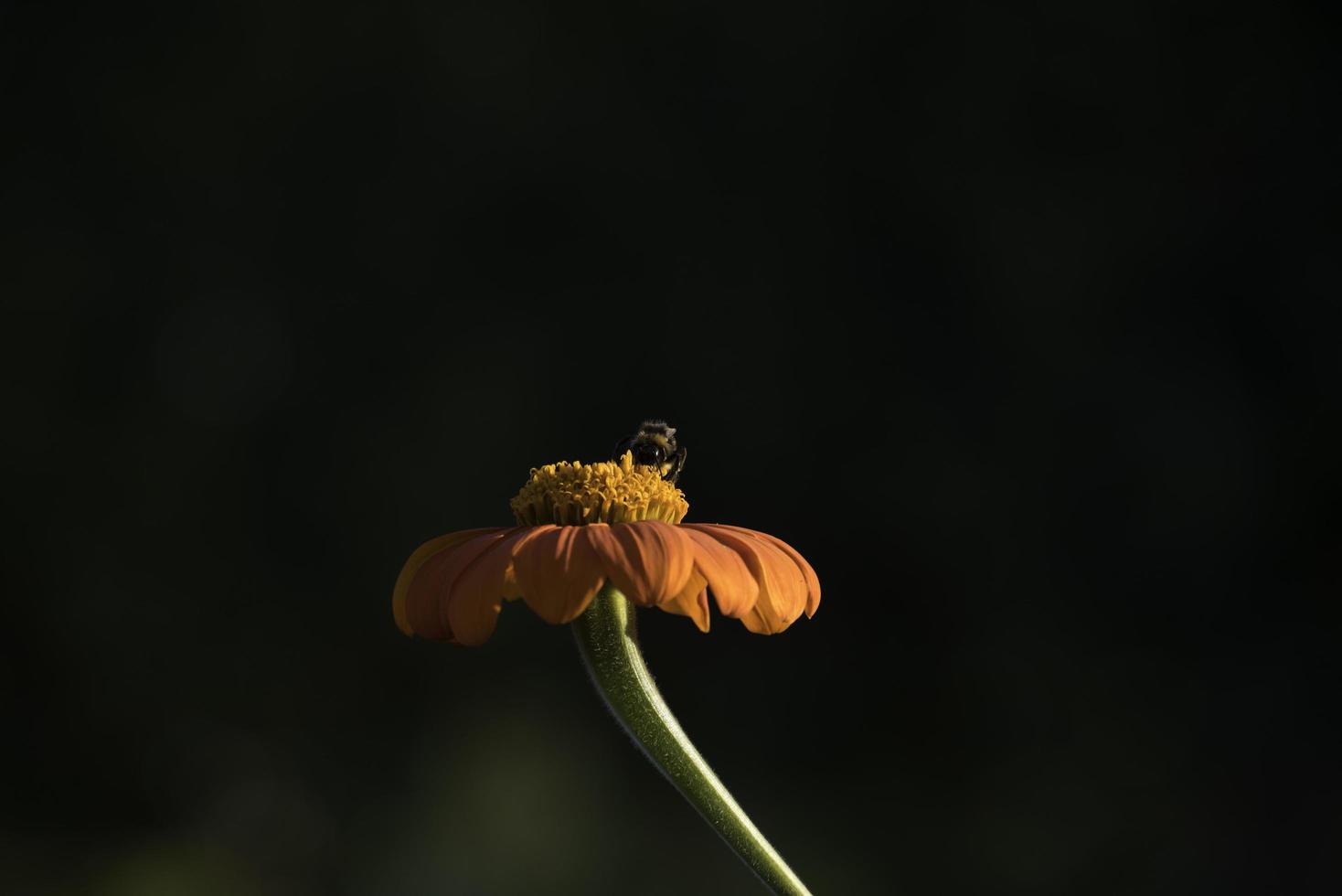 en bi sugande nektar på en orange solros foto