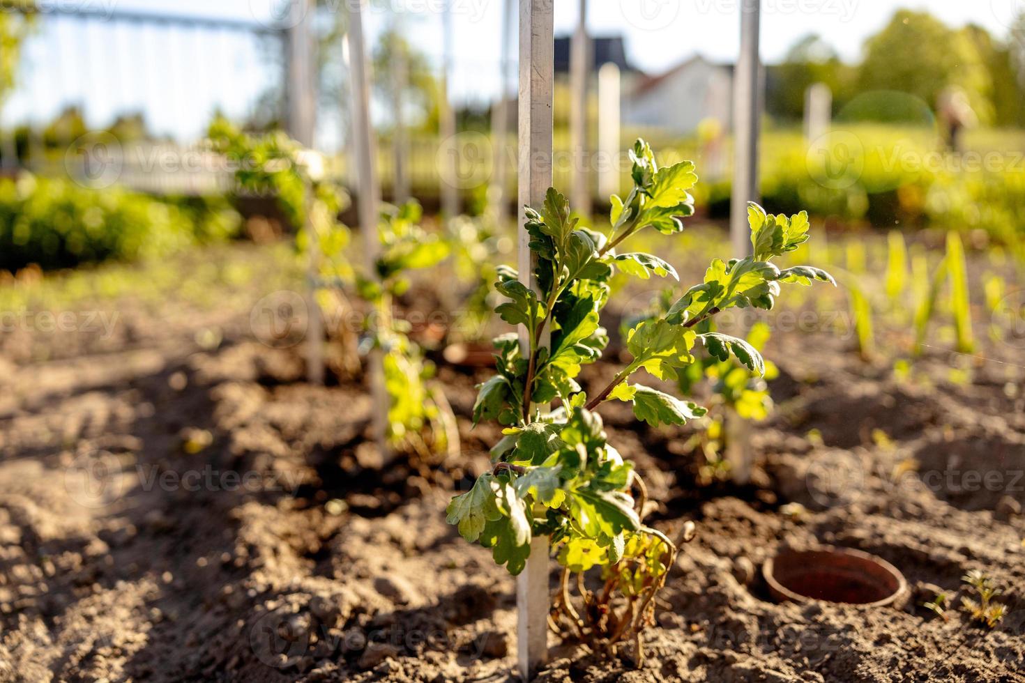 plantor växande upp från bördig jord i de bondens trädgård, morgon- Sol lyser. ekologi och ekologisk balans, jordbruk och plantering. jordbruks scen med groddar i jorden, stänga upp. mjuk fokus. foto