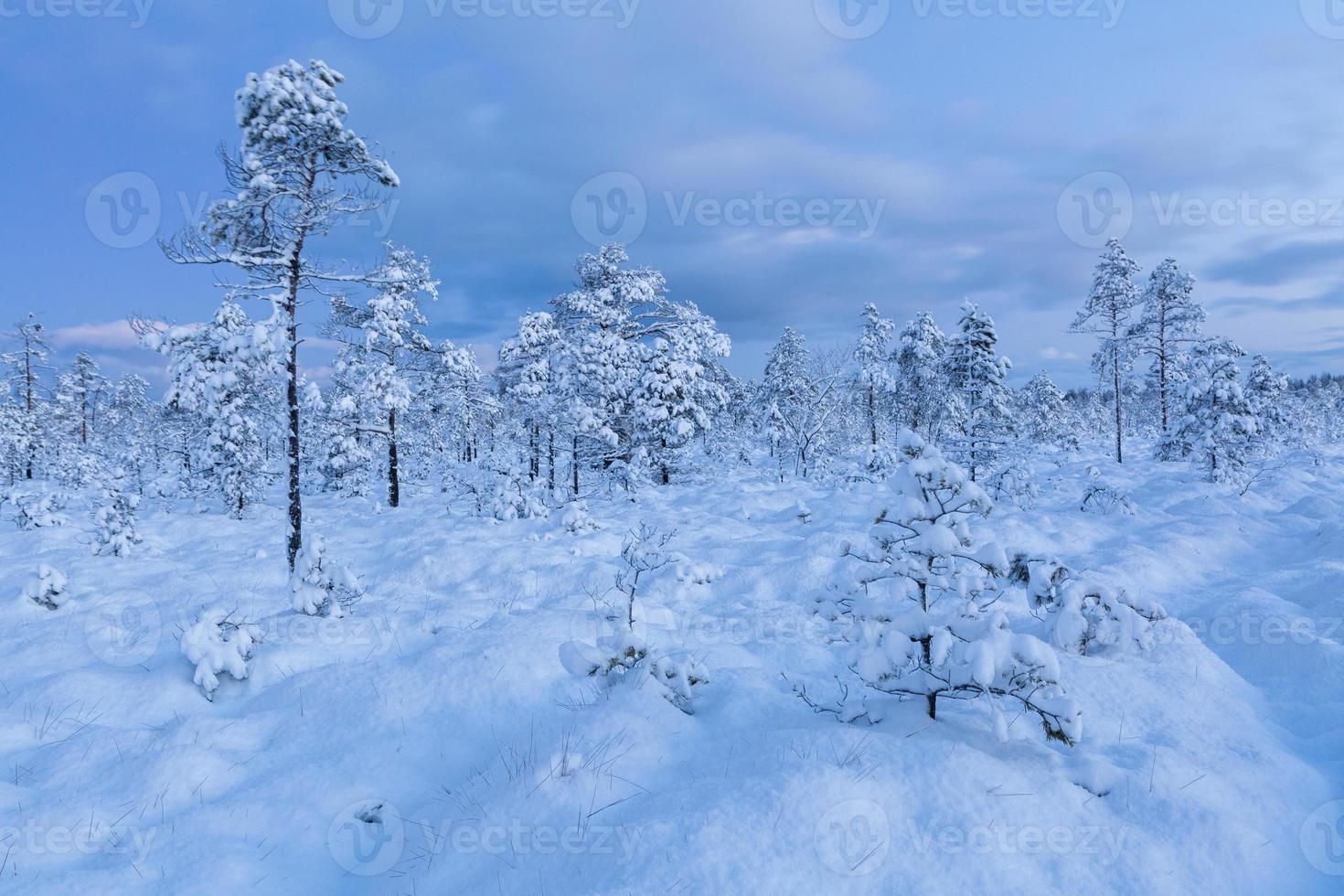 snöig vinter- dag i de träsk foto