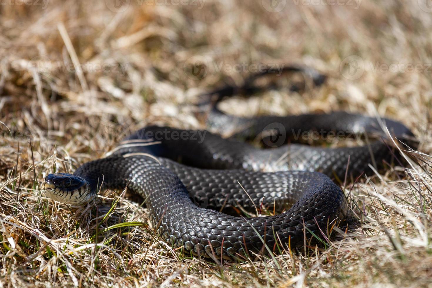 gräs orm i naturlig miljö foto