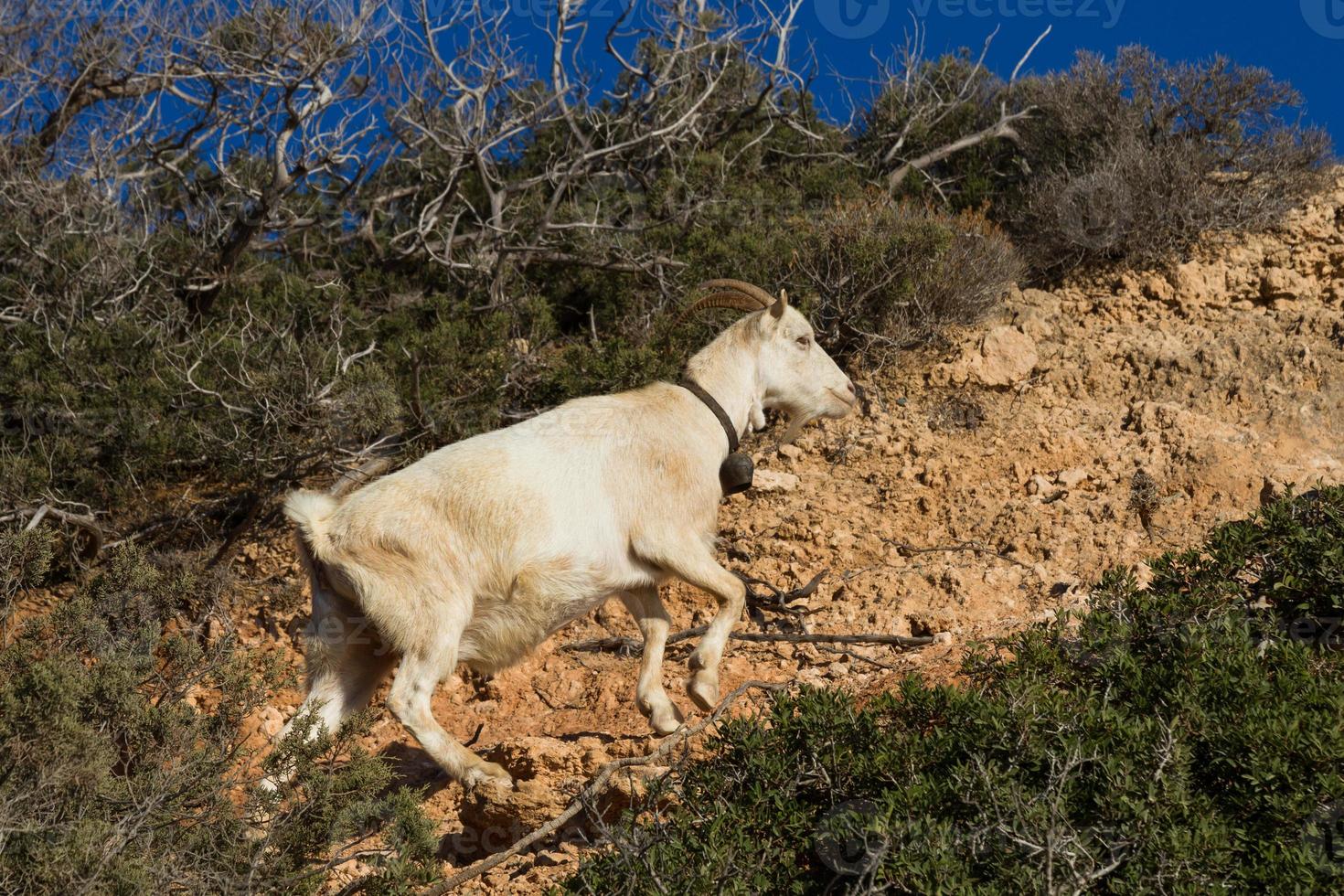 betning i de öppen på de grekisk öar foto