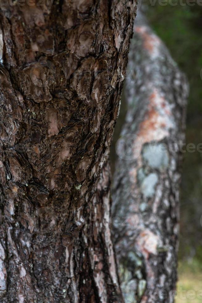 tall och gran skog foto