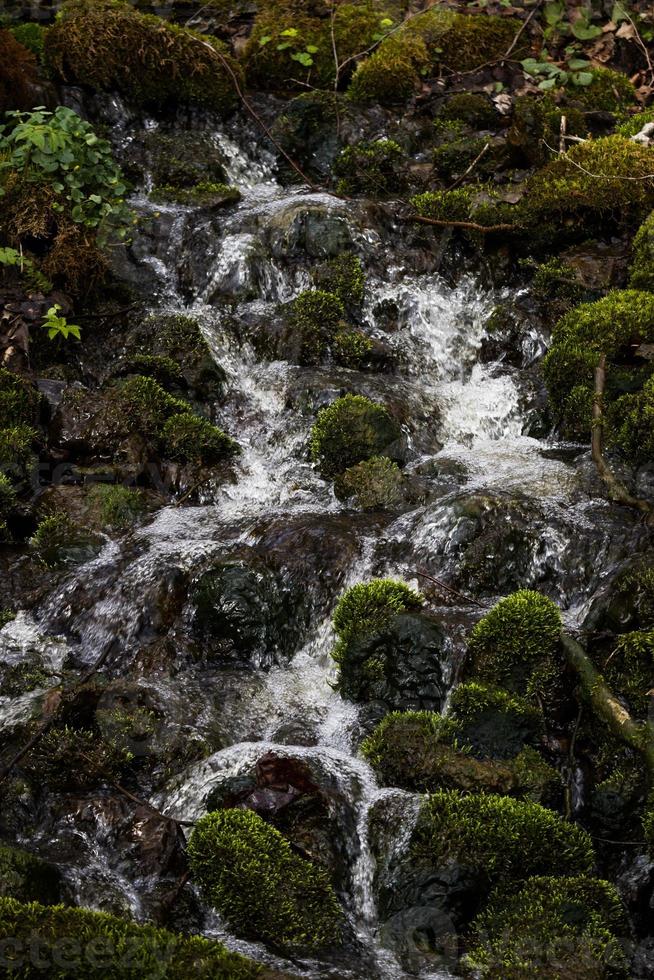 små skog flod i tidigt springtime foto