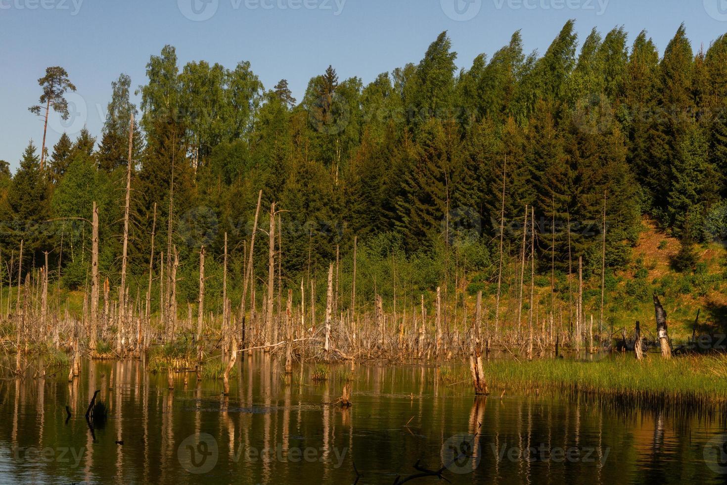 landskap från de lettiska landsbygden i vår foto
