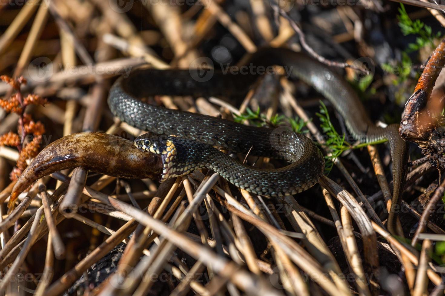 gräs orm i naturlig miljö foto