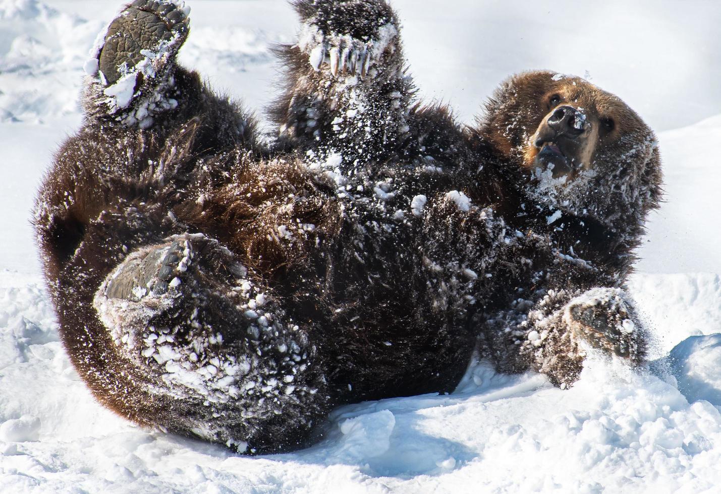 kodiak Björn spelar i snö foto