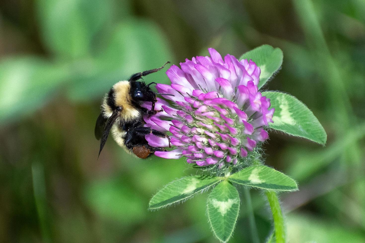 närbild av bi pollinerande blomma foto