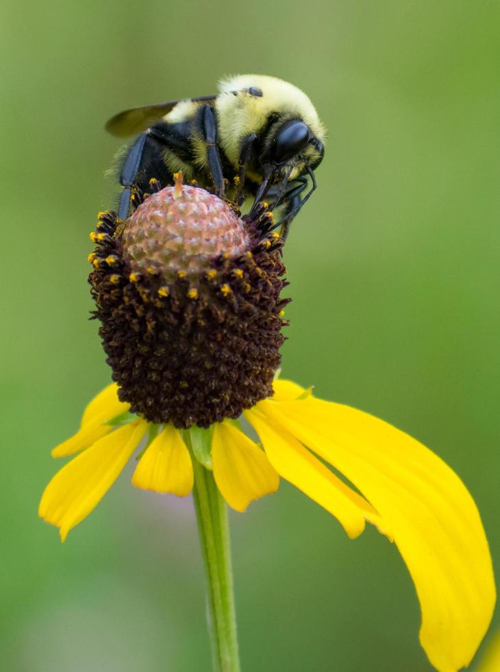 bi pollinerande blomma närbild foto