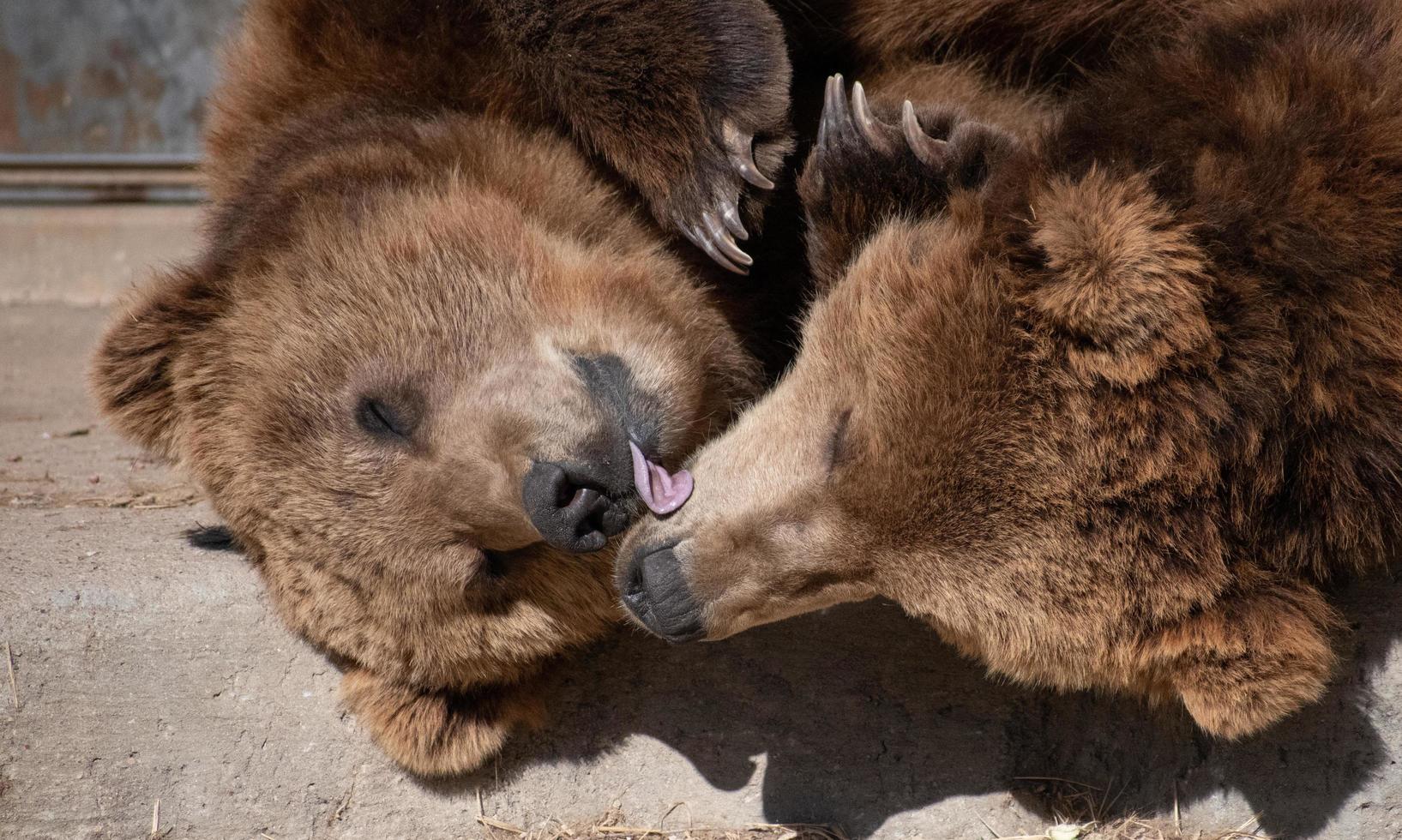 två brun kodiak björnar spelar och slick varandra foto
