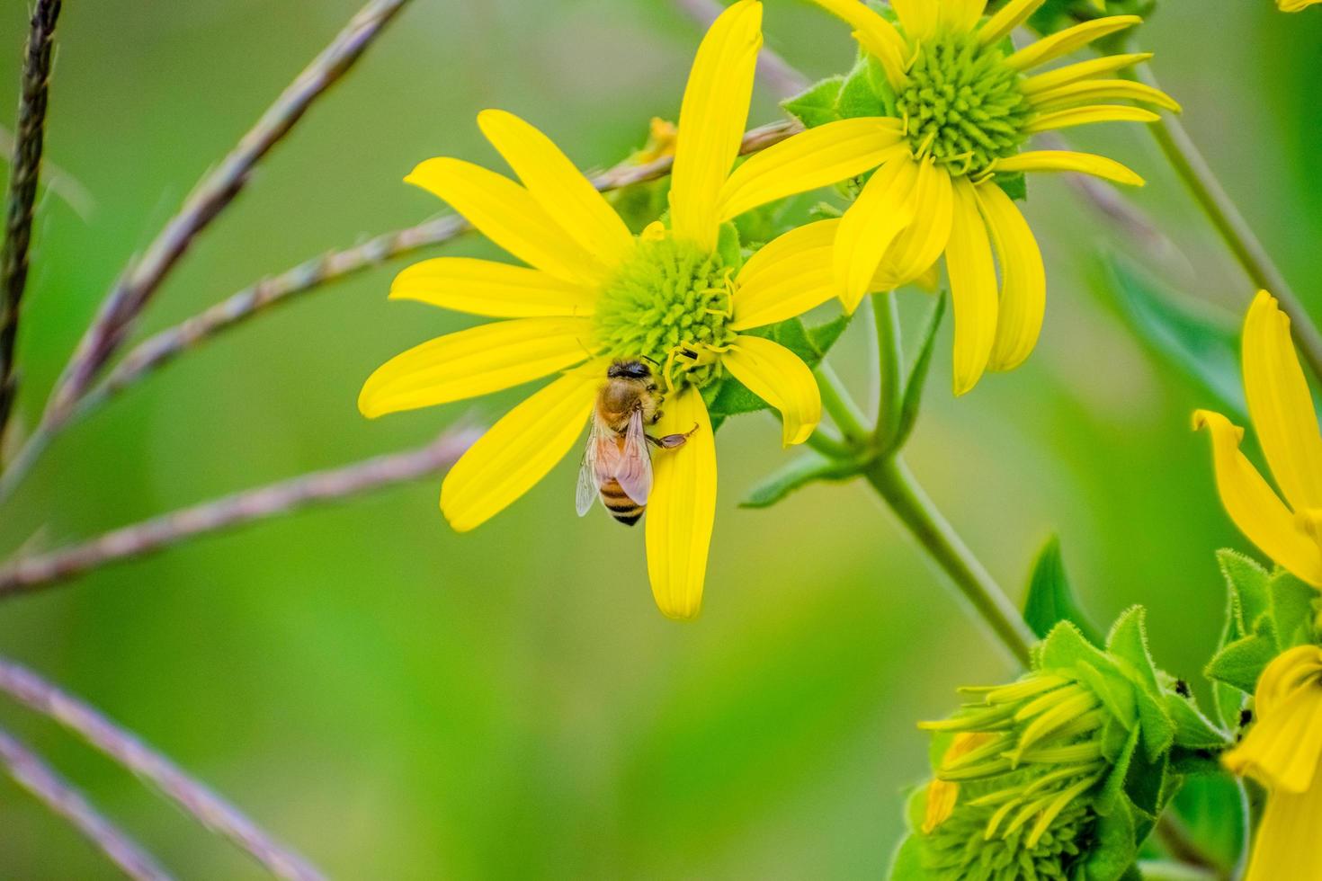 bi pollinerande blomma foto