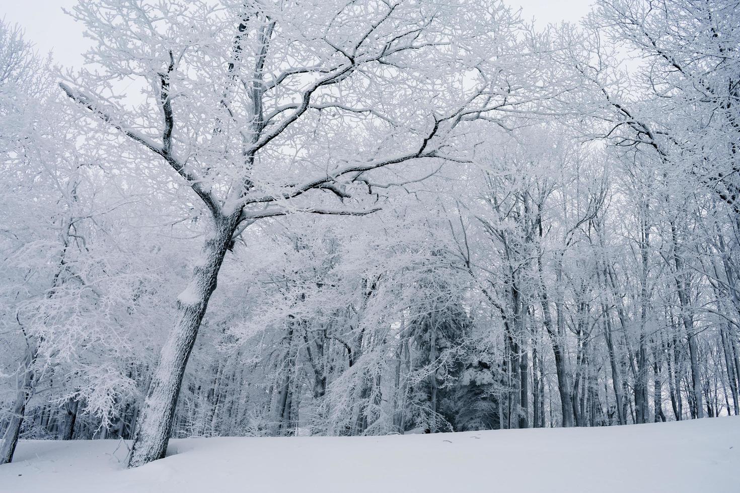 snöig vintrig landskap foto