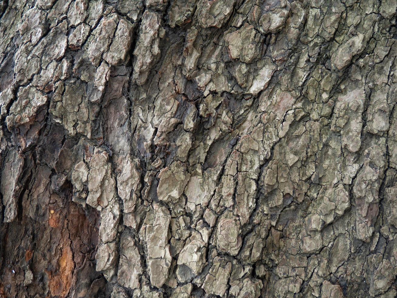 bark strukturera. träd trunk närbild. bark av träd. botanik. foto